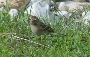 Field Sparrow